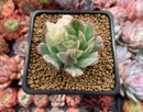 Echeveria 'Bradburiana' Variegated 2" Succulent Plant