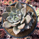 Echeveria 'German Champaign' 3" Succulent Plant