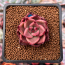 Echeveria Agavoides 'Taurus' 1" Succulent Plant