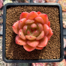 Echeveria 'Bravo' 2"-3" Succulent Plant