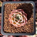 Echeveria 'Crown Drop' 1" Succulent Plant