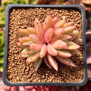 Echeveria Agavoides 'Star of Seoul' 1"-2" New Hybrid Succulent Plant