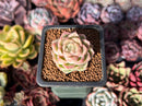 Echeveria 'Malgan' 1" Succulent Plant