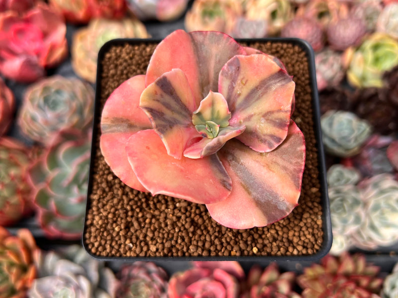 can succulents Echeveria "Can Can' Variegated 2" Succulent Plant – True Succulents Plant  Co