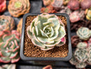 Echeveria 'Compton Carousel' Variegated 1"-2" Succulent Plant