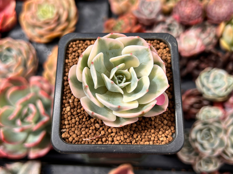 carousel succulent Echeveria 'Compton Carousel' Variegated 1