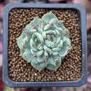 Echeveria sp. 1" Succulent Plant