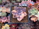 Quetzalcoatlia 'Pentandra Superba' Variegated 2" Succulent Plant (Formerly Graptopetalum 'Pentandrum Superbum' Variegated)