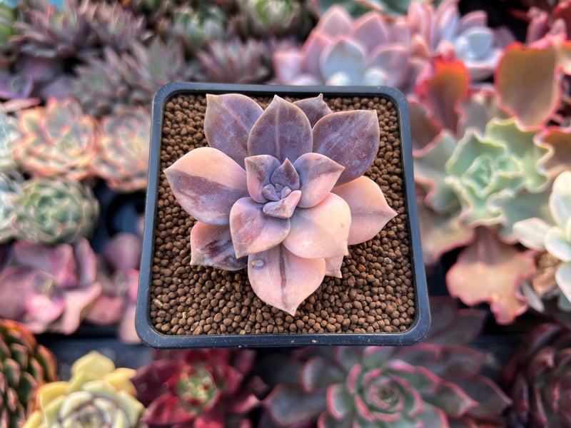 Quetzalcoatlia 'Pentandra Superba' Variegated 2