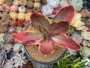 Echeveria 'Fimbriata' Variegated AKA 'Fasciculata' 5" Succulent Plant
