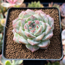 Echeveria 'Irene' 2"-3" Succulent Plant