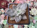 Echeveria 'Xichuensis' 2" Succulent Plant
