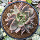 Echeveria 'Baekya' Cluster 4" Succulent Plant