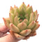 Echeveria Agavoides Var. 'Caespitosa' 2"-3" Rare Succulent Plant