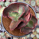 Echeveria 'Suyon Frill' 3"-4" Succulent Plant