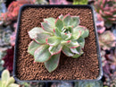 Echeveria Agavoides 'Star Boss' Variegated 2" Succulent Plant