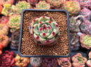 Echeveria Agavoides 'Blue Dragon' 1" Small Succulent Plant