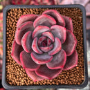 Echeveria 'Dark Chocolate' 2" Succulent Plant