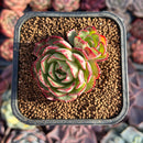 Echeveria 'Love Fire' 2" Succulent Plant