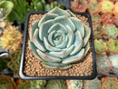 Echeveria 'Steel Heart' 2" Succulent Plant
