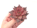 Echeveria Agavoides 'Red Ebony' 3” Succulent Plant