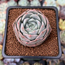Echeveria 'Icy green' x 'Monroe' 2" Succulent Plant