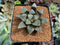 Haworhtia Correcta 'Mengmun' 2"-3" Succulent Plant