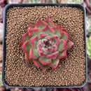 Echeveria 'Red Lance' 2" New Hybrid Succulent Plant