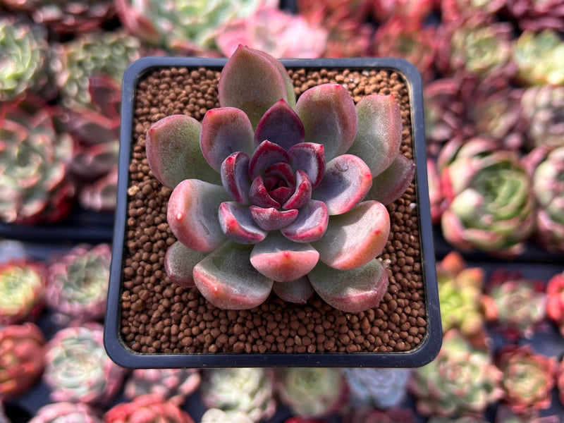 black rose succulent Echeveria 'Black Rose' Hybrid 2