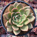 Echeveria 'White Champaign' 4" Succulent Plant