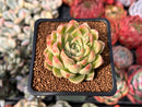 Echeveria Selected Hybrid 2" Succulent Plant