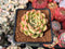 Echeveria Selected Hybrid 2" Succulent Plant