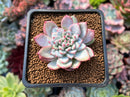 Echeveria 'Shinebright' 1" Succulent Plant