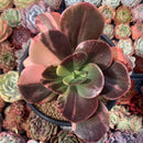 Echeveria 'Primadonna' Variegated 4"-5" Succulent Plant