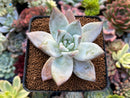 Echeveria 'Mexican Giant' 2"-3" Succulent Plant