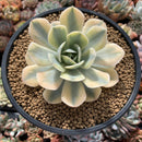 Echeveria Runyonii Variegated (Aka Echeveria 'Akaihosi' Variegated) 3"-4" Succulent Plant