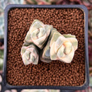 Crassula 'Moonglow' Variegated 1" Cluster Succulent Plant