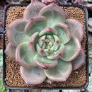 Echeveria 'Monroe Chanel' 3" Succulent Plant