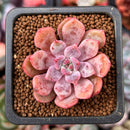 Echeveria 'Devolution' 1" New Hybrid Succulent Plant