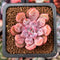 Echeveria 'Devolution' 1" New Hybrid Succulent Plant