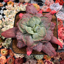 Echeveria 'Linguas' 4" Succulent Plant