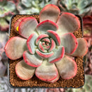 Echeveria 'Glam Pink' 2"-3" Succulent Plant