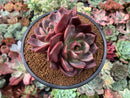 Echeveria 'Pink Champaign' 4” Cluster Succulent Plant