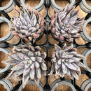 Echeveria 'Unguiculata' 2" *Set of 4* Succulent Plants