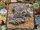 Echeveria 'Tuxpan' Crested 3" Succulent Plant