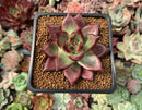 Echeveria Agavoides 'Red Beach' 2" Succulent Plant