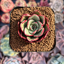 Echeveria 'Longissima' 2" Succulent Plant