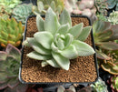 Echeveria Agavoides 'Saint Louis' Variegated 4" Succulent Plant
