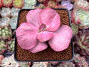 Echeveria 'Suyon Frill' Variegated 2" Succulent Plant