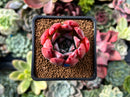 Echeveria 'Colorata Brandtii' 2" Succulent Plant